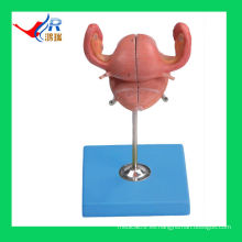 Útero anatómico de tamaño vital, modelo de útero anatómico